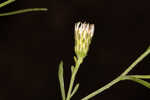 White panicle aster